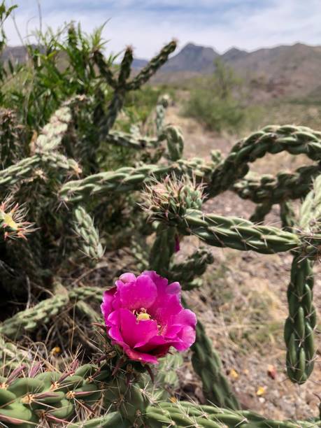 istock Cane cholla cactus bloom in Chihuahua desert. 1494680604