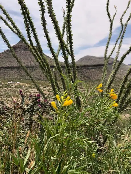 Homer Wilson ranch at foot of Chisos mountains of Big Bend National Park with stand of  yellowbells, ocotillo, cane cholla cactus in foreground