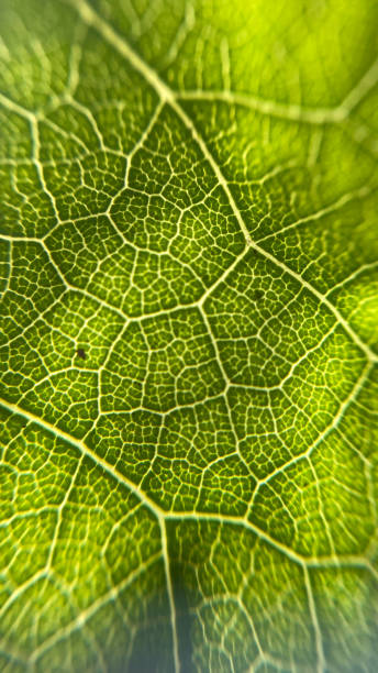 istock leaf green plant cose up, macro 1494681815