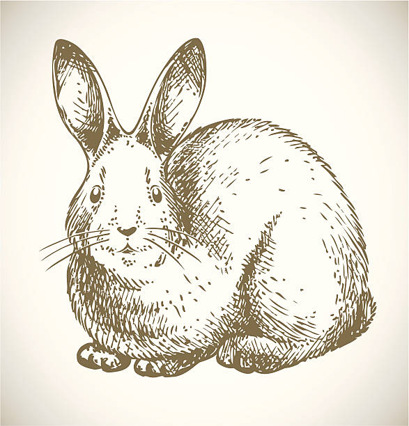 Vector hand-drawn illustration of a white bunny. The rabbit is isolated on white background. Beautifully detailed classic / traditional line art work. Old engraving / woodcut graphic style. Great for Easter and New Year designs!