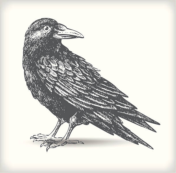 Raven drawing - vector Hand drawn vector illustration of a black raven originally created with paper and ink. Beautifully detailed classic / traditional line art work. Old engraving / woodcut graphic style. The bird is a great design element for backgrounds decoration. Also great for Halloween designs, grungy backdrops, etc. raven bird stock illustrations