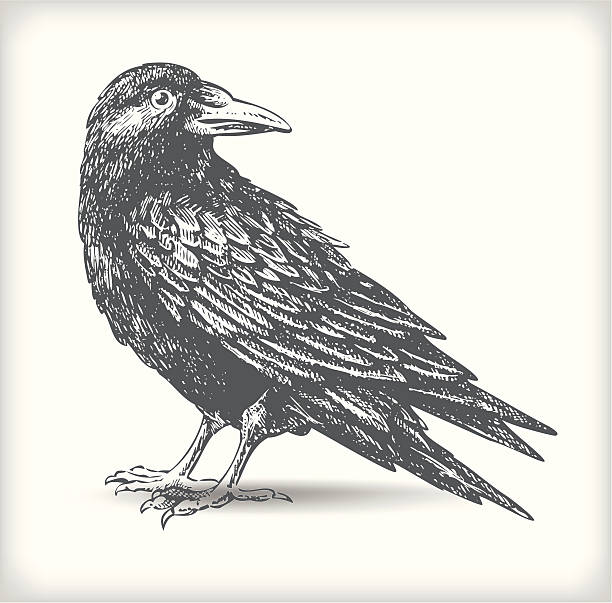 Raven drawing - vector Hand drawn vector illustration of a black raven originally created with paper and ink. Beautifully detailed classic / traditional line art work. Old engraving / woodcut graphic style. The bird is a great design element for backgrounds decoration. Also great for Halloween designs, grungy backdrops, etc. white crow stock illustrations