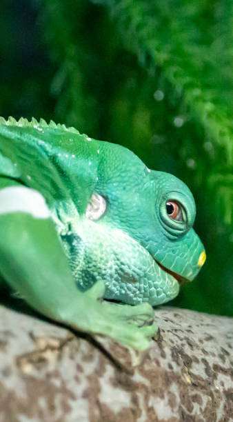 istock Brachylophus Fasciatu 1494682044