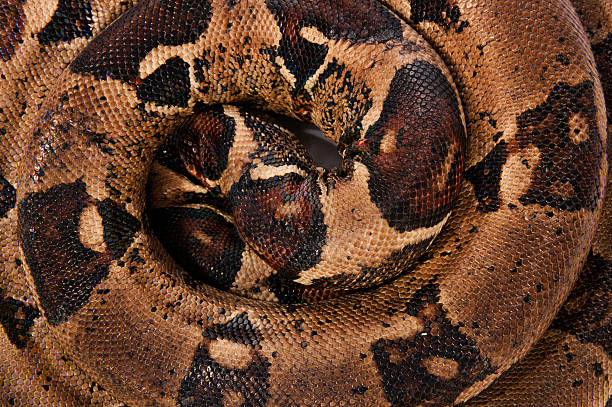 istock detail of coiled boa constrictor 149468301