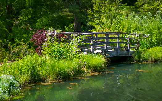 Japanese iris with a walkway and Koi pond. This is at the Portland Japanese Garden in Portland, Oregon.\n