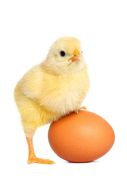 istock Cute yellow baby chick 149468540