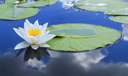 White lily in water blue lake