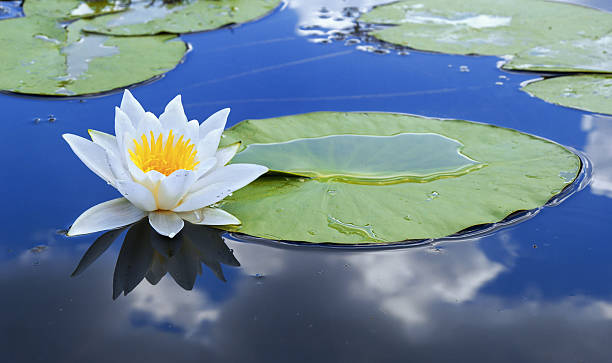 белая лилия - вода lily стоковые фото и изображения