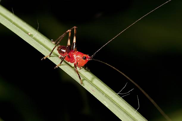 grasshopper de chifres - george w bush - fotografias e filmes do acervo