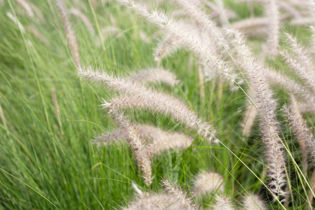 istock Fountain grass or pennisetum alopecuroides 1494689668