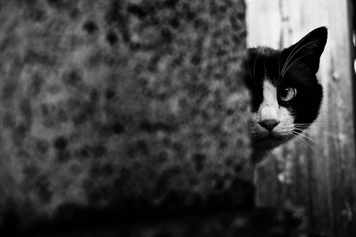 cat peeking from stone pillar