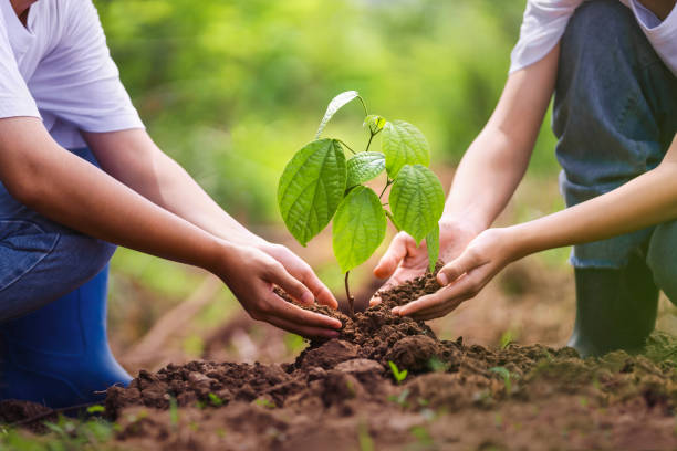 istock people hands planting small tree in sunset. concept save earth 1494692354