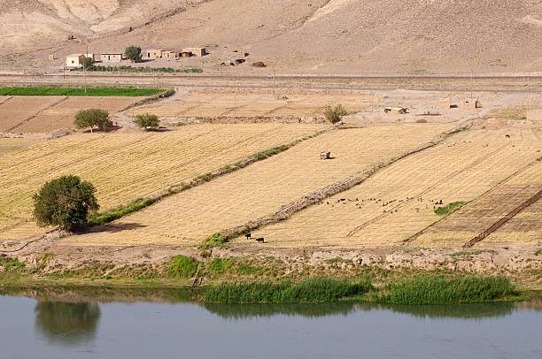 Fields on the Euphrates in Halabiye, Syria Farmers' fields on the banks of the Euphrates River in Halabiye, Syria. A flock of sheep are in the field. euphrates syria stock pictures, royalty-free photos & images