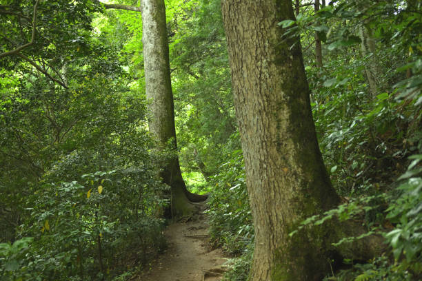 istock Mt.Takao, Tokyo, Japan (May-2023) 1494693054