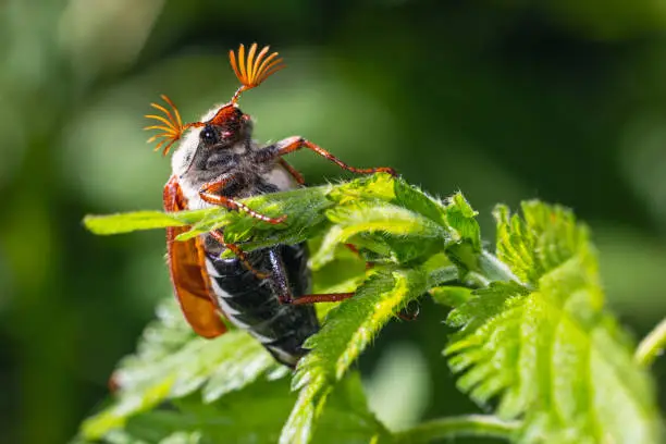 Photo of A close up portrait from a male cockchafer