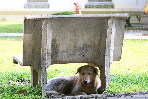 Stray dog avoiding dry season unusually high temperatures under a public park bench in Chiang Mai, Thailand.