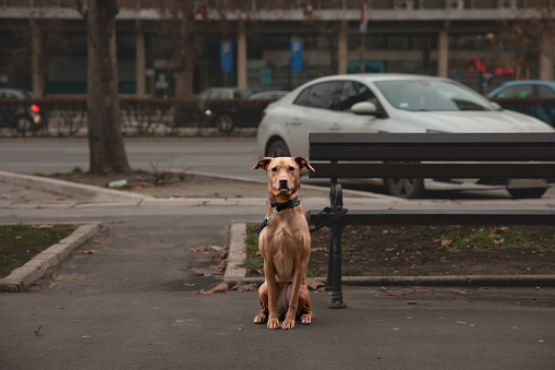 Picture of a domesticated dog waiting for his owner, sitting next to a bench in the streets of Novi Sad, Serbia.