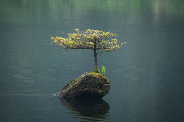 istock Fairy Lake Tree Vancouver Island 1494694879