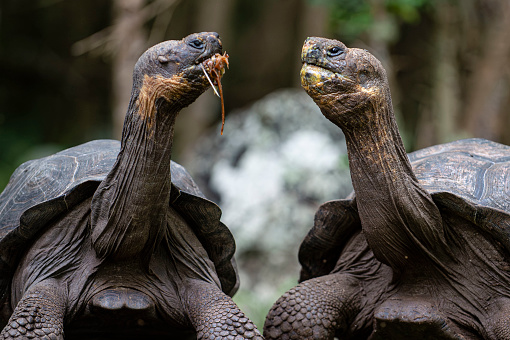 Galapagos Giant Tortoises or Galapago turtle\n. This genus includes a total of 11 species of giant Galapagos tortoises, it is the longest-lived and largest land tortoise species in the world. Scientific name: Chelonoidis.