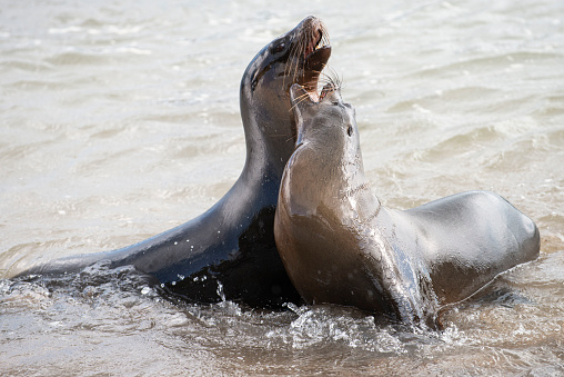 The Galapagos sea lion or Galapagos sea wolf  is a species of carnivorous mammal of the otariid family, which only inhabits the Galapagos Islands. Scientist name, Zalophus wollebaeki