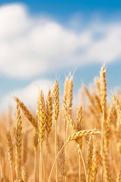istock gold ears of wheat under sky 149469575