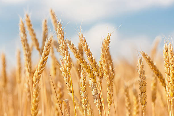 istock gold ears of wheat under sky 149469580