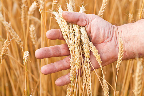 istock Ripe golden wheat 149469581