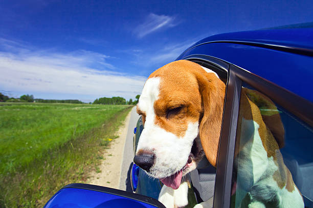 istock beagle in the blue car 149469752