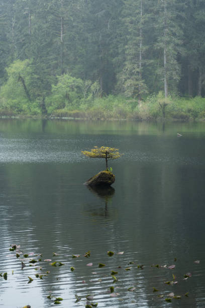 A solitary bush of silver rush grows on a hill on the shore of a pond with clear water. Natural beautiful autumn landscape.