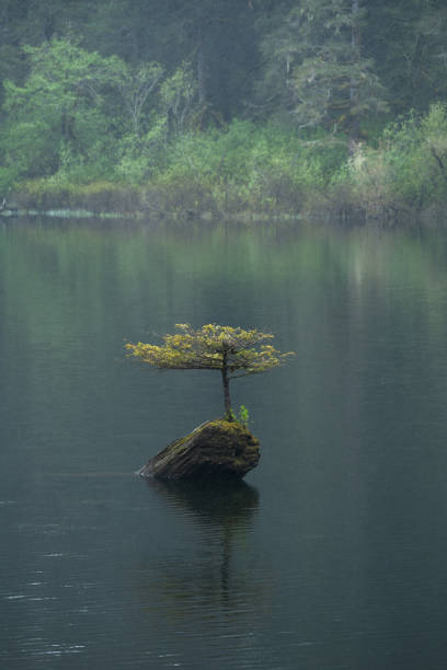 istock Fairy Lake Tree Vancouver Island 1494698957