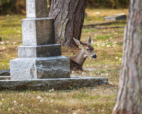 Deer laying on the ground next to a gravestone.