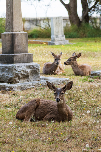 Family of deer laying on the ground relaxing.