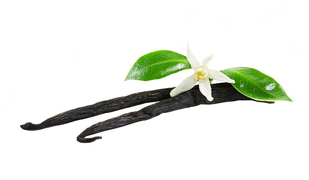 Vanilla sticks with flower stock photo