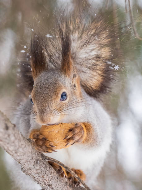 istock The squirrel with nut sits on tree in the winter or late autumn. 1494702824