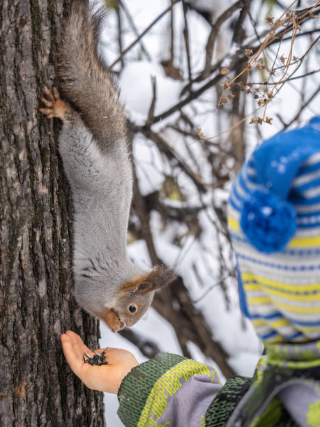 istock A little child in winter feeds a squirrel with a nut. 1494702832