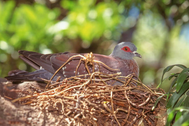 The speckled pigeon (Columba guinea), also known as the African rock pigeon or Guinea pigeon, is a resident breeding bird in much of Africa south of the Sahara. It is a common and widespread species in open habitats over much of its range.
