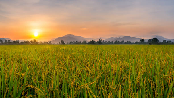istock Rice fields in the beautiful sunrise 1494706470