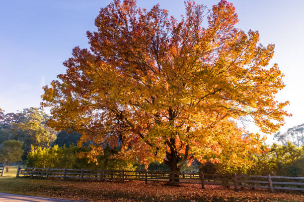 Early Morning Autumn Hues