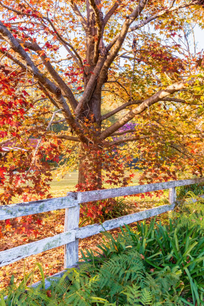 istock Early Morning Autumn Hues 1494706709