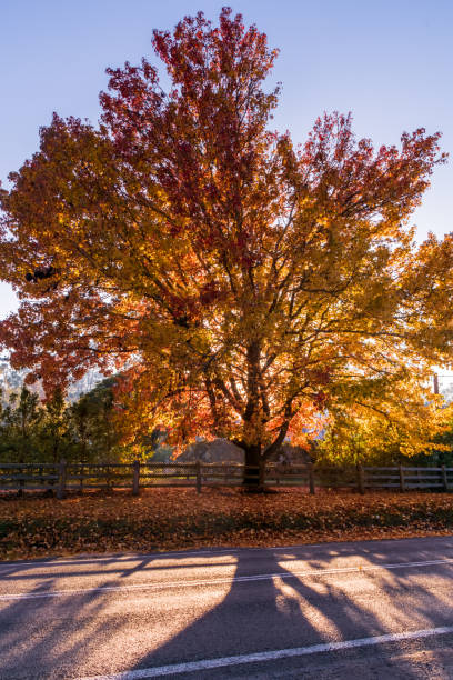 istock Early Morning Autumn Hues 1494706727