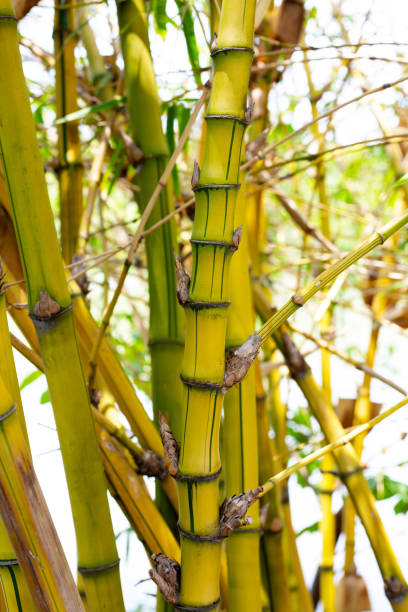 istock Yellow bamboo (Bambusa Vulgaris) in the garden 1494706994