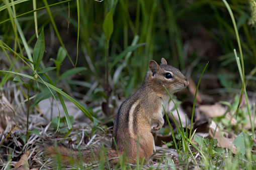 Chipmunks are members of the family Sciuridae, a family that includes small or medium-size rodents. The squirrel family includes tree squirrels, ground squirrels, chipmunks, marmots, flying squirrels, and prairie dogs amongst other rodents