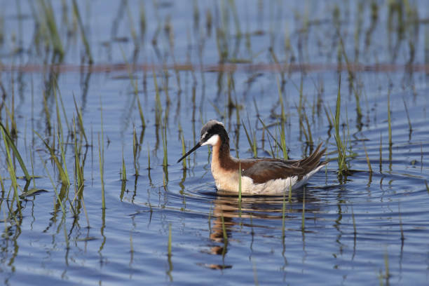 istock Wilson's Phalarope (female) (phalaropus tricolor) swimming in a grassy pond 1494709529