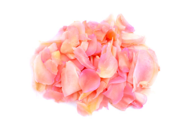 istock Sushi ginger, Sliced pink pickled young ginger 1494709726