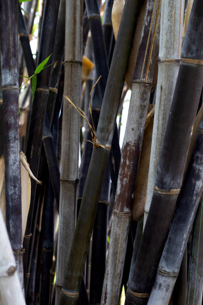 istock Black bamboo plant in the garden 1494709745