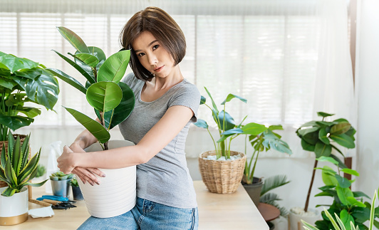Retrato de la hermosa mujer asiática con las manos sosteniendo la maceta de hojas verdes. Niña hispana camiseta gris jardinería en casa. Ir entorno ecológico, pasatiempo o tiempo libre durante la estancia en casa, mantener el concepto de ecología photo