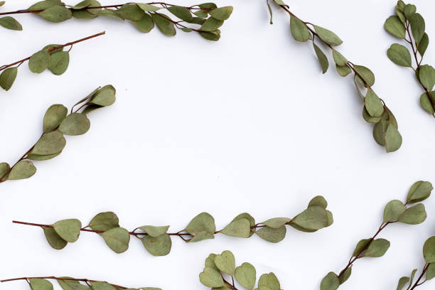 istock Dried eucalyptus leaves on white bakcground. 1494710862