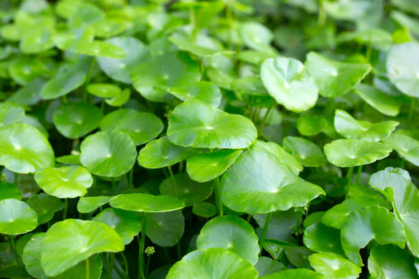 istock Centella asiatica (gotu kola). Fresh green leaves herb background. 1494711147