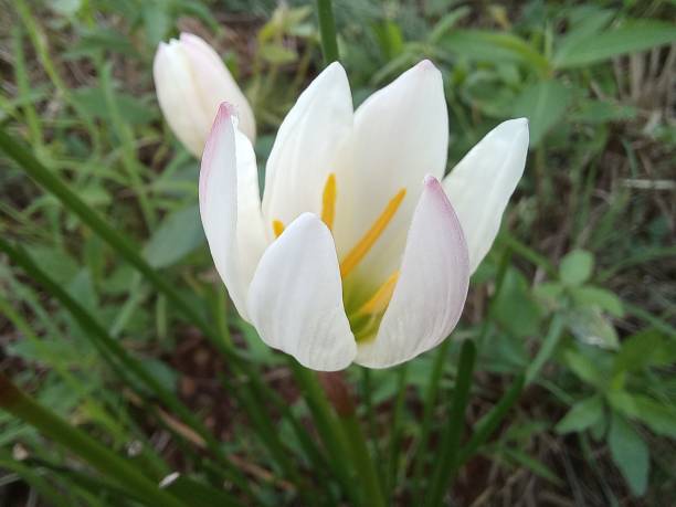 istock close up of bright white flower 1494712523