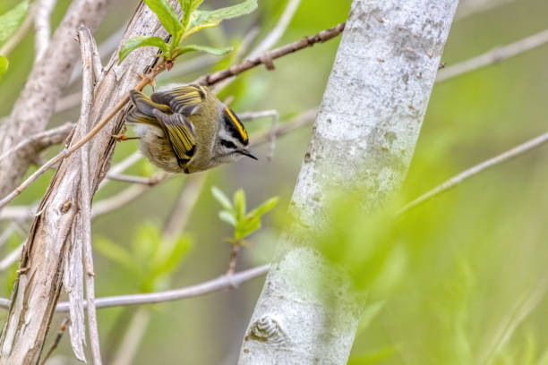 istock Golden-crowned Kinglet, Vancouver, BC, Canada 1494712895